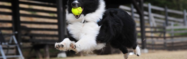 Tierhalterhaftpflichtversicherung, Hundehaftpflichtversicherung